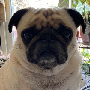 Meet your Posher, Karn